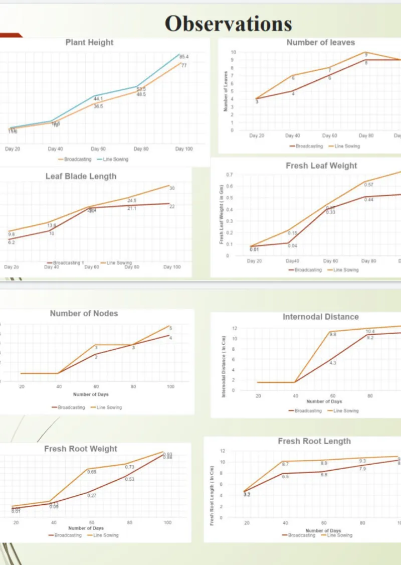 Precision Nitrogen Management in Spring Rice